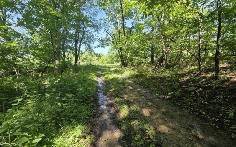 1271 Big Mill Run Road, Parsons, West Virginia 26287, 0 , 0 ,0,Lots/land,For Sale,Big Mill Run,0,10167050