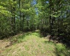 1271 Big Mill Run Road, Parsons, West Virginia 26287, 0 , 0 ,0,Lots/land,For Sale,Big Mill Run,0,10167050