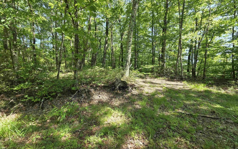 1271 Big Mill Run Road, Parsons, West Virginia 26287, 0 , 0 ,0,Lots/land,For Sale,Big Mill Run,0,10167050