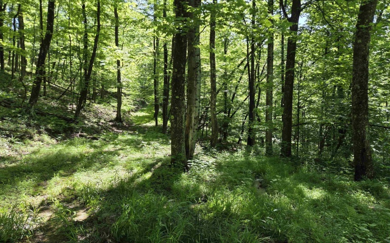 1271 Big Mill Run Road, Parsons, West Virginia 26287, 0 , 0 ,0,Lots/land,For Sale,Big Mill Run,0,10167050