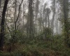 Lot 1 Pickhandle Hill Road, Morgantown, West Virginia 26501, 0 , 0 ,0,Lots/land,For Sale,Pickhandle Hill,0,10161871