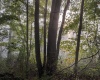 Lot 1 Pickhandle Hill Road, Morgantown, West Virginia 26501, 0 , 0 ,0,Lots/land,For Sale,Pickhandle Hill,0,10161871