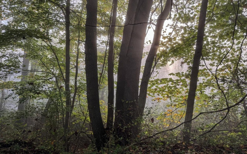 Lot 1 Pickhandle Hill Road, Morgantown, West Virginia 26501, 0 , 0 ,0,Lots/land,For Sale,Pickhandle Hill,0,10161871