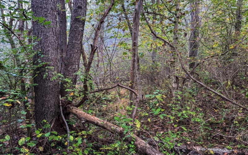 Lot 1 Pickhandle Hill Road, Morgantown, West Virginia 26501, 0 , 0 ,0,Lots/land,For Sale,Pickhandle Hill,0,10161871