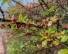 Lot 1 Pickhandle Hill Road, Morgantown, West Virginia 26501, 0 , 0 ,0,Lots/land,For Sale,Pickhandle Hill,0,10161871