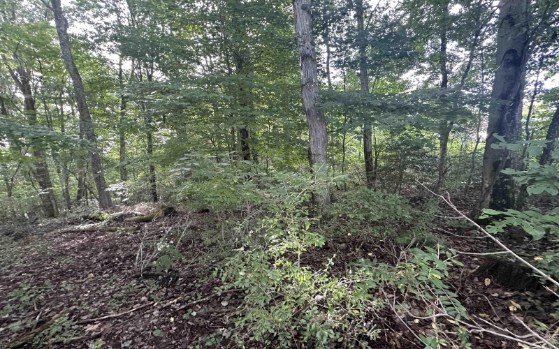 TBD McDonald Street, Kingwood, West Virginia 26537, 0 , 0 ,0,Lots/land,For Sale,McDonald,0,10167055
