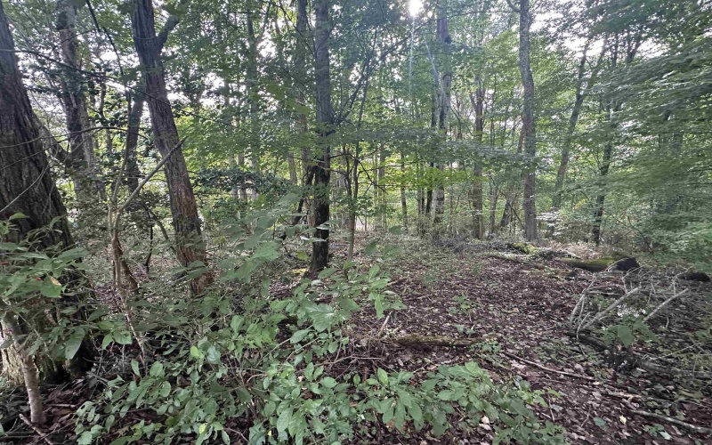 TBD McDonald Street, Kingwood, West Virginia 26537, 0 , 0 ,0,Lots/land,For Sale,McDonald,0,10167055