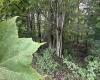 TBD McDonald Street, Kingwood, West Virginia 26537, 0 , 0 ,0,Lots/land,For Sale,McDonald,0,10167055