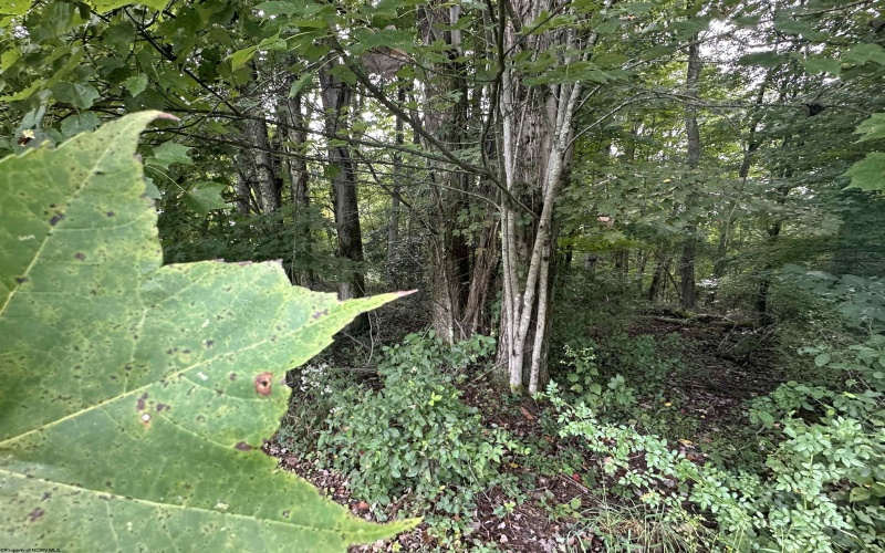 TBD McDonald Street, Kingwood, West Virginia 26537, 0 , 0 ,0,Lots/land,For Sale,McDonald,0,10167055