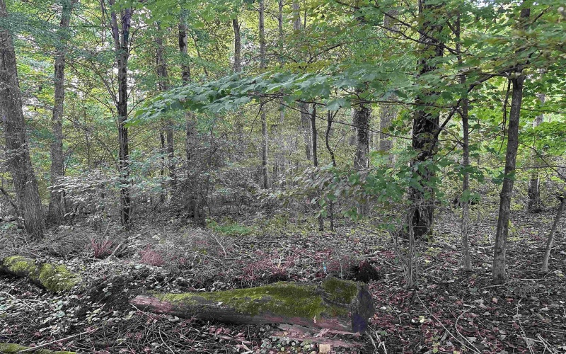 TBD McDonald Street, Kingwood, West Virginia 26537, 0 , 0 ,0,Lots/land,For Sale,McDonald,0,10167055