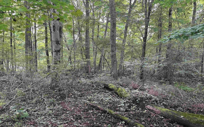 TBD McDonald Street, Kingwood, West Virginia 26537, 0 , 0 ,0,Lots/land,For Sale,McDonald,0,10167055