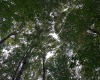 TBD McDonald Street, Kingwood, West Virginia 26537, 0 , 0 ,0,Lots/land,For Sale,McDonald,0,10167055