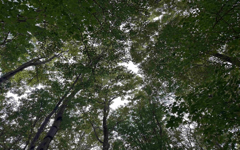 TBD McDonald Street, Kingwood, West Virginia 26537, 0 , 0 ,0,Lots/land,For Sale,McDonald,0,10167055