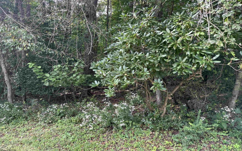 TBD McDonald Street, Kingwood, West Virginia 26537, 0 , 0 ,0,Lots/land,For Sale,McDonald,0,10167055
