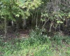 TBD McDonald Street, Kingwood, West Virginia 26537, 0 , 0 ,0,Lots/land,For Sale,McDonald,0,10167055