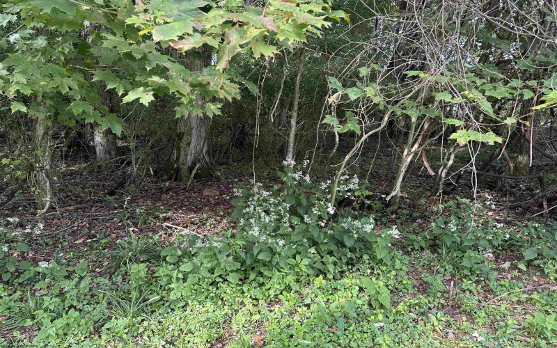 TBD McDonald Street, Kingwood, West Virginia 26537, 0 , 0 ,0,Lots/land,For Sale,McDonald,0,10167055