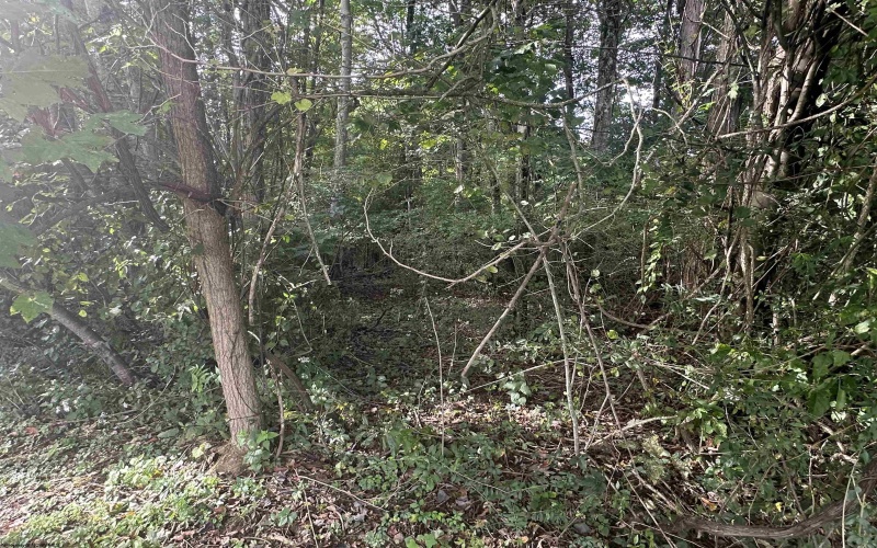 TBD McDonald Street, Kingwood, West Virginia 26537, 0 , 0 ,0,Lots/land,For Sale,McDonald,0,10167055