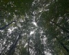 TBD McDonald Street, Kingwood, West Virginia 26537, 0 , 0 ,0,Lots/land,For Sale,McDonald,0,10167055