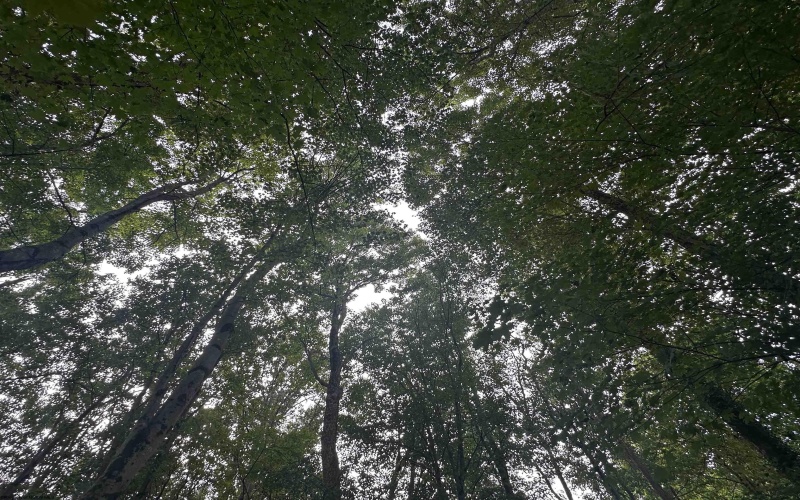 TBD McDonald Street, Kingwood, West Virginia 26537, 0 , 0 ,0,Lots/land,For Sale,McDonald,0,10167055