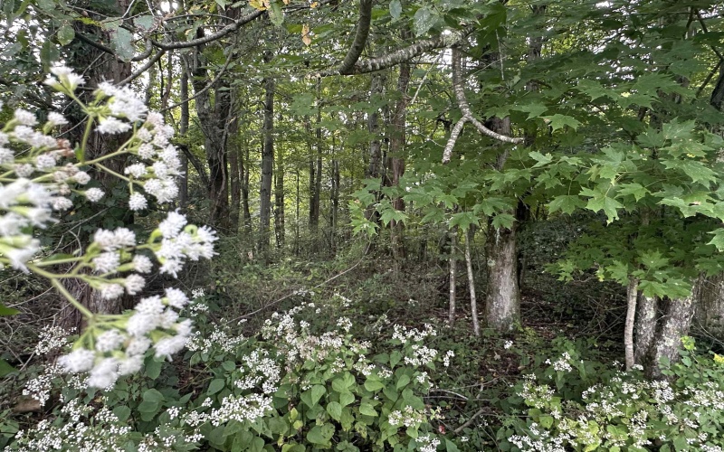 TBD McDonald Street, Kingwood, West Virginia 26537, 0 , 0 ,0,Lots/land,For Sale,McDonald,0,10167055