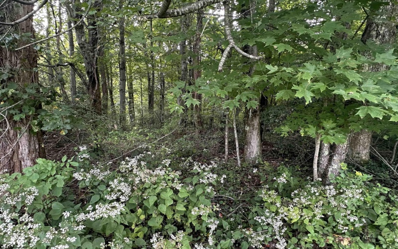 TBD McDonald Street, Kingwood, West Virginia 26537, 0 , 0 ,0,Lots/land,For Sale,McDonald,0,10167055