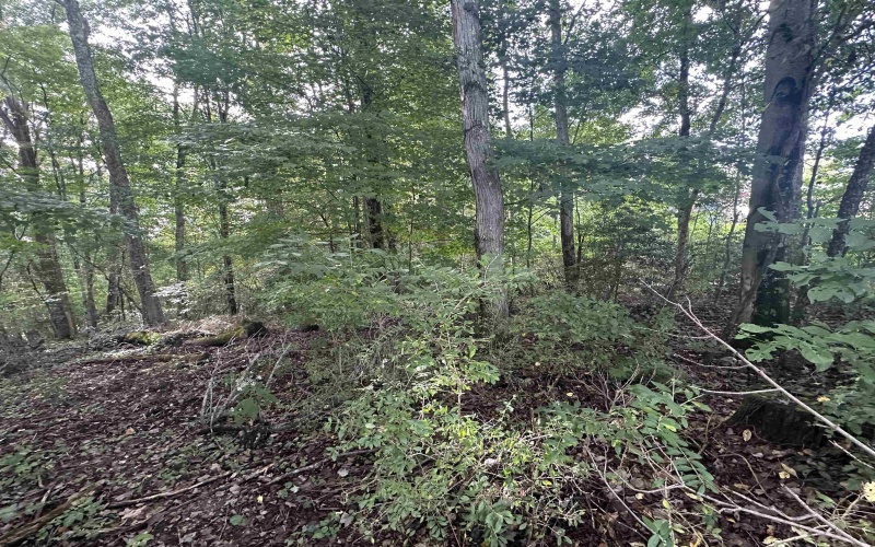 TBD McDonald Street, Kingwood, West Virginia 26537, 0 , 0 ,0,Lots/land,For Sale,McDonald,0,10167055