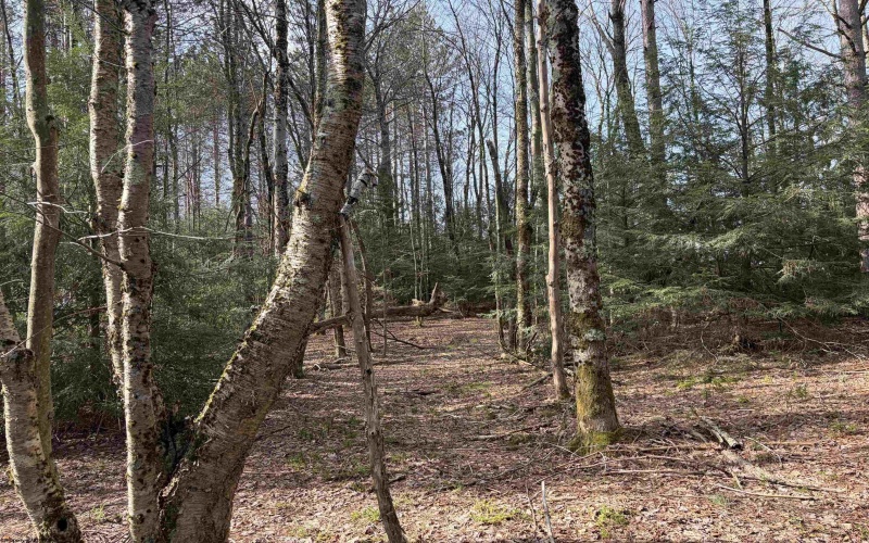 Lot 83 Gondola Court, Davis, West Virginia 26260, 0 , 0 ,0,Lots/land,For Sale,Gondola,0,10164072