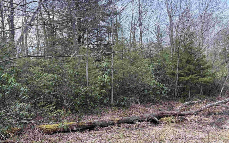 Lot 83 Gondola Court, Davis, West Virginia 26260, 0 , 0 ,0,Lots/land,For Sale,Gondola,0,10164072