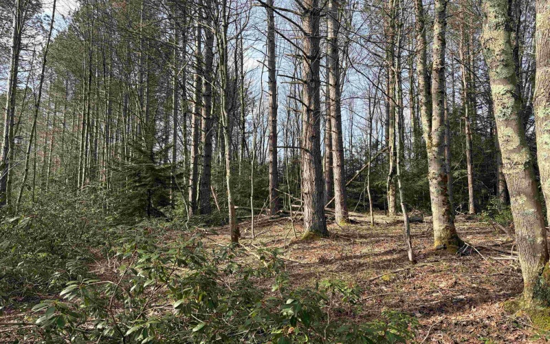 Lot 83 Gondola Court, Davis, West Virginia 26260, 0 , 0 ,0,Lots/land,For Sale,Gondola,0,10164072