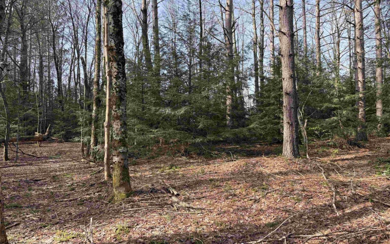 Lot 83 Gondola Court, Davis, West Virginia 26260, 0 , 0 ,0,Lots/land,For Sale,Gondola,0,10164072