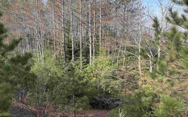 Lot 83 Gondola Court, Davis, West Virginia 26260, 0 , 0 ,0,Lots/land,For Sale,Gondola,0,10164072