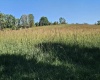 241 Briar Patch Road, Philippi, West Virginia 26416, 0 , 0 ,0,Lots/land,For Sale,Briar Patch,0,10167114