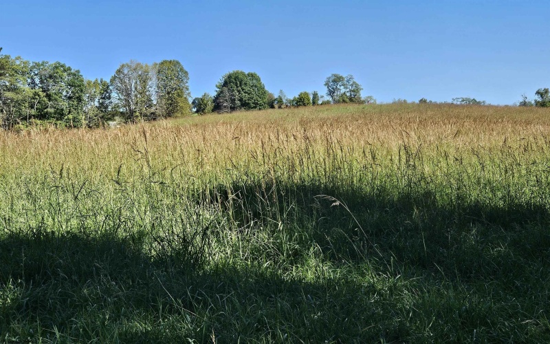 241 Briar Patch Road, Philippi, West Virginia 26416, 0 , 0 ,0,Lots/land,For Sale,Briar Patch,0,10167114