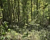 241 Briar Patch Road, Philippi, West Virginia 26416, 0 , 0 ,0,Lots/land,For Sale,Briar Patch,0,10167114