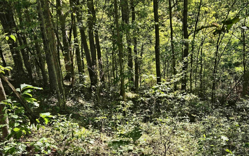 241 Briar Patch Road, Philippi, West Virginia 26416, 0 , 0 ,0,Lots/land,For Sale,Briar Patch,0,10167114