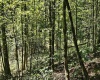 241 Briar Patch Road, Philippi, West Virginia 26416, 0 , 0 ,0,Lots/land,For Sale,Briar Patch,0,10167114