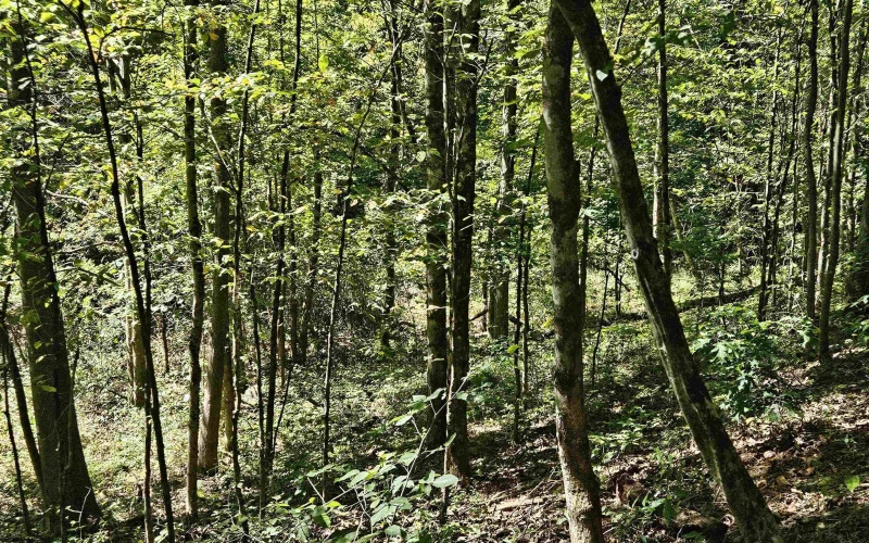 241 Briar Patch Road, Philippi, West Virginia 26416, 0 , 0 ,0,Lots/land,For Sale,Briar Patch,0,10167114