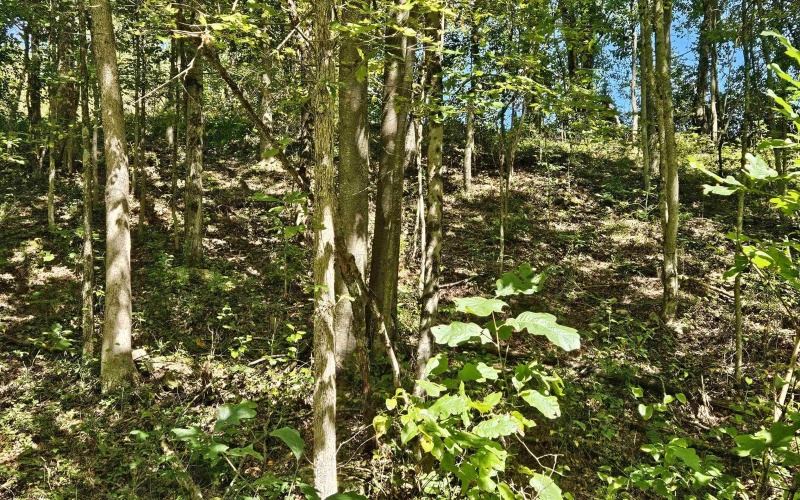 241 Briar Patch Road, Philippi, West Virginia 26416, 0 , 0 ,0,Lots/land,For Sale,Briar Patch,0,10167114