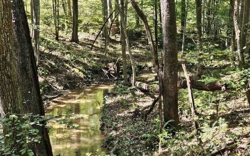 241 Briar Patch Road, Philippi, West Virginia 26416, 0 , 0 ,0,Lots/land,For Sale,Briar Patch,0,10167114