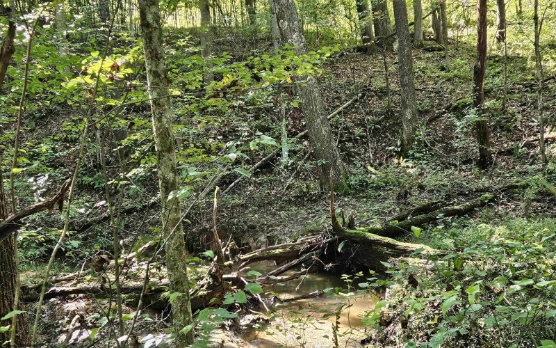 241 Briar Patch Road, Philippi, West Virginia 26416, 0 , 0 ,0,Lots/land,For Sale,Briar Patch,0,10167114
