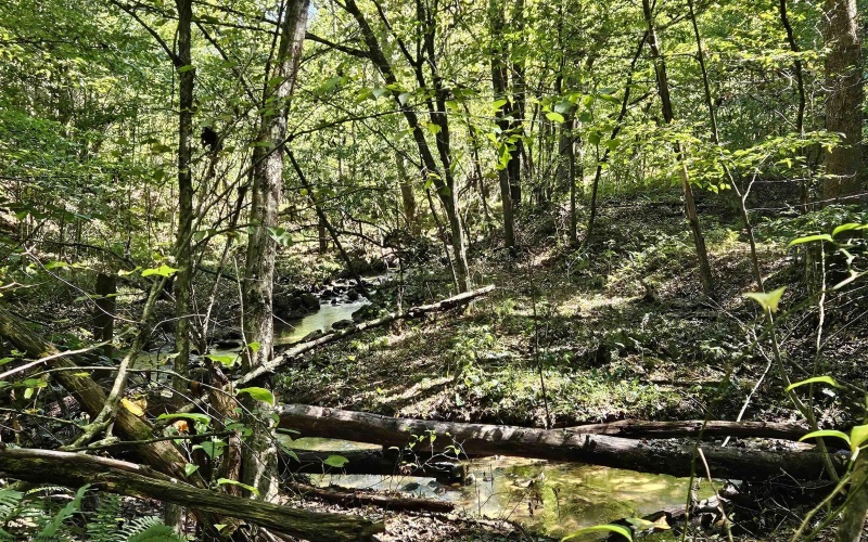241 Briar Patch Road, Philippi, West Virginia 26416, 0 , 0 ,0,Lots/land,For Sale,Briar Patch,0,10167114