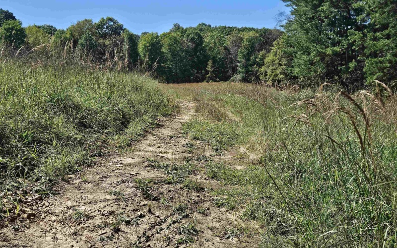 241 Briar Patch Road, Philippi, West Virginia 26416, 0 , 0 ,0,Lots/land,For Sale,Briar Patch,0,10167114