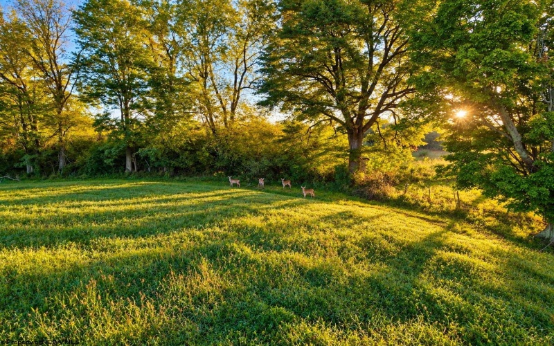 623 Hackers Creek Road, Buckhannon, West Virginia 26201, 4 Bedroom Bedrooms, 9 Room Rooms,1 BathroomBathrooms,Single Family Detached,For Sale,Hackers Creek,0,10167195 623 Hackers Creek Road, Buckhannon, West Virginia 26201, 4 Bedroom Bedrooms, 9 Room Rooms,1 BathroomBathrooms,Single Family Detached,For Sale,Hackers Creek,0,10167195
