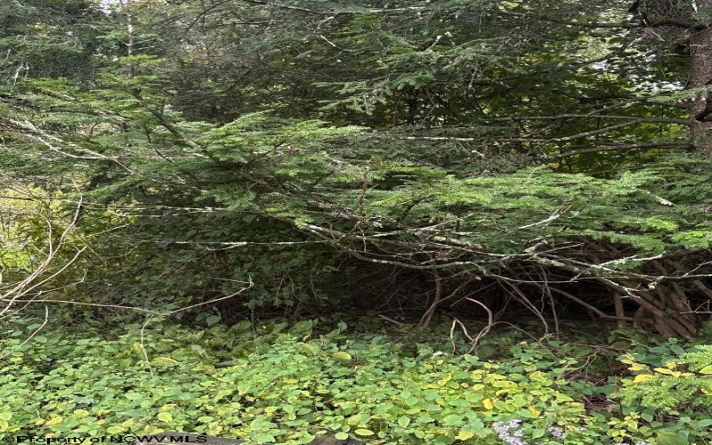 TBD Crystal Springs Road, Elkins, West Virginia 26241, 0 , 0 ,0,Lots/land,For Sale,Crystal Springs,0,10167178