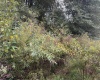 TBD Crystal Springs Road, Elkins, West Virginia 26241, 0 , 0 ,0,Lots/land,For Sale,Crystal Springs,0,10167178