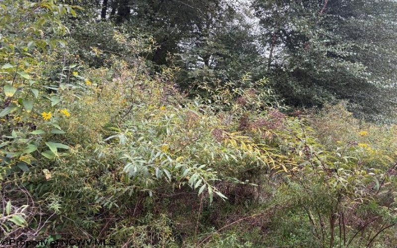 TBD Crystal Springs Road, Elkins, West Virginia 26241, 0 , 0 ,0,Lots/land,For Sale,Crystal Springs,0,10167178