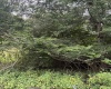 TBD Crystal Springs Road, Elkins, West Virginia 26241, 0 , 0 ,0,Lots/land,For Sale,Crystal Springs,0,10167178