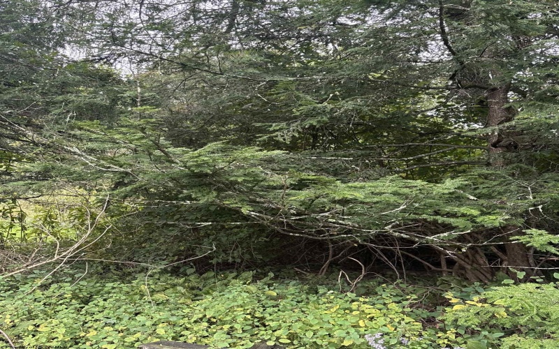 TBD Crystal Springs Road, Elkins, West Virginia 26241, 0 , 0 ,0,Lots/land,For Sale,Crystal Springs,0,10167178