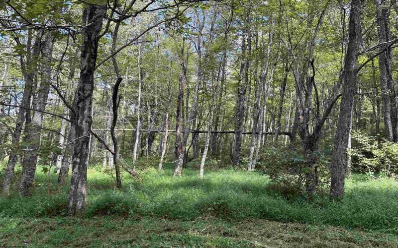 TBD Hunters Fork Road, Belington, West Virginia 26250, 0 , 0 ,0,Lots/land,For Sale,Hunters Fork,0,10167182