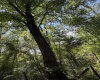TBD Hunters Fork Road, Belington, West Virginia 26250, 0 , 0 ,0,Lots/land,For Sale,Hunters Fork,0,10167182